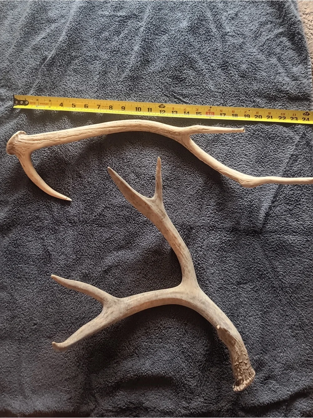 Natural Deer Antler Wall Decor - Brown